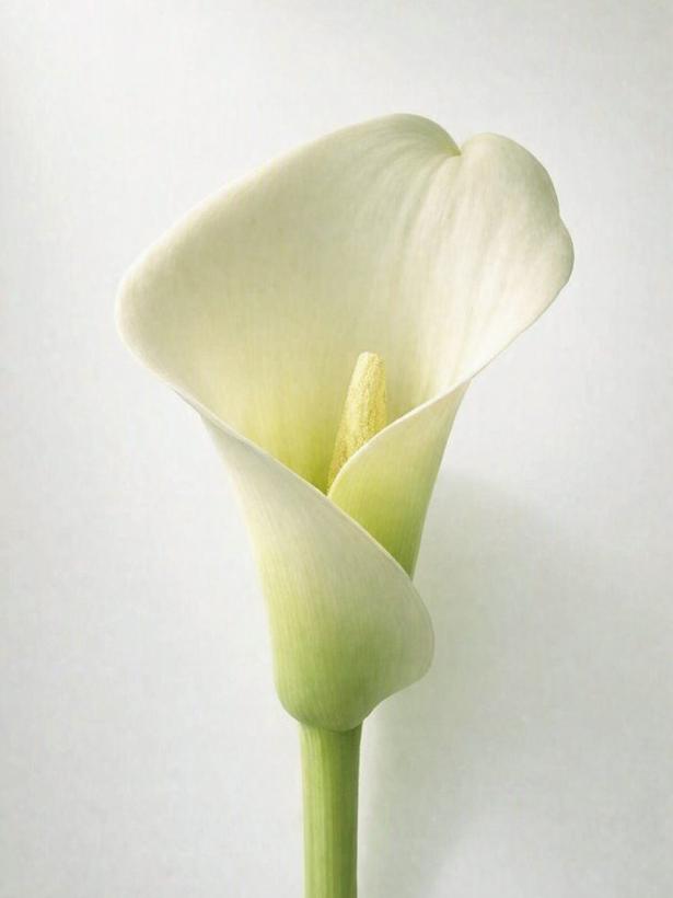 White calla lily against a pale background